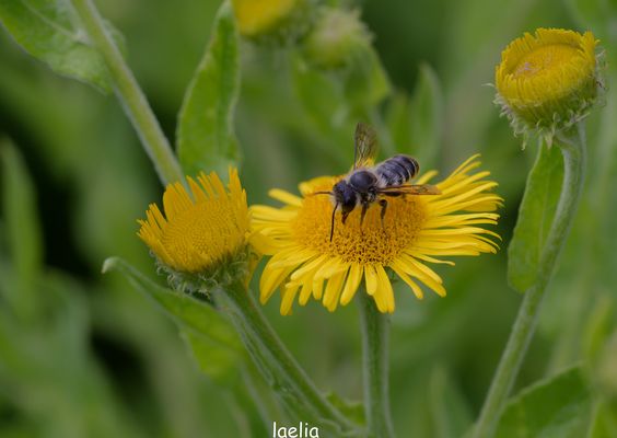les fleurs sont importantes pour nous nourrire petite abeille MEGALICHE