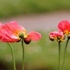 les folles dansent sous la pluie