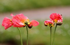 les folles dansent sous la pluie