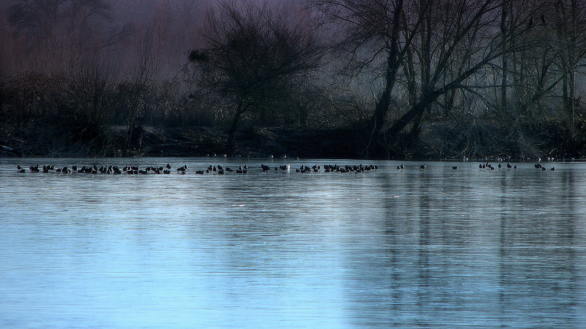 Les foulques sur le lac gelè.