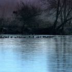 Les foulques sur le lac gelè.