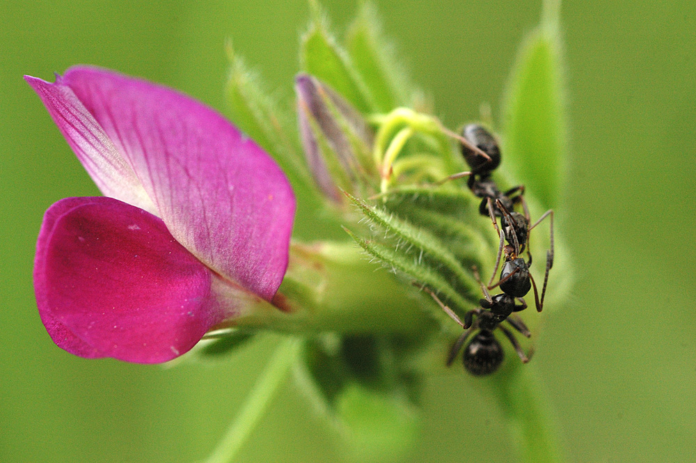 Les fourmis