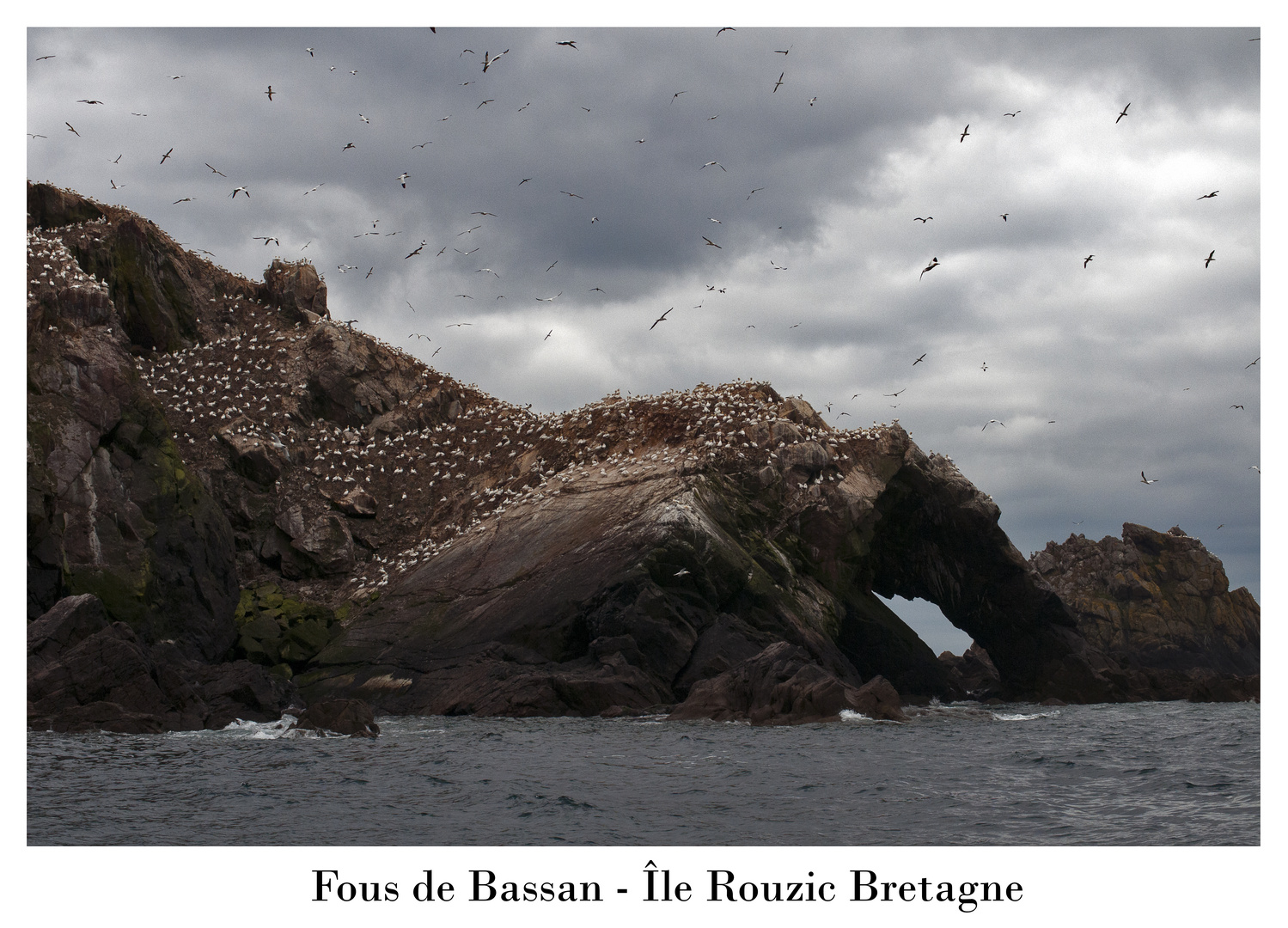 Les Fous de Bassan de l'île Rouzic