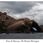 Les Fous de Bassan de l'île Rouzic