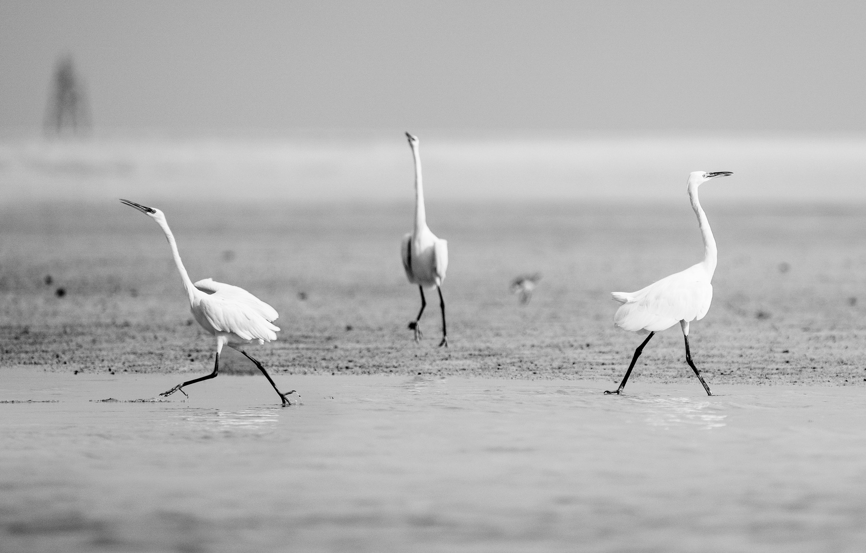 Les Frères Blanc