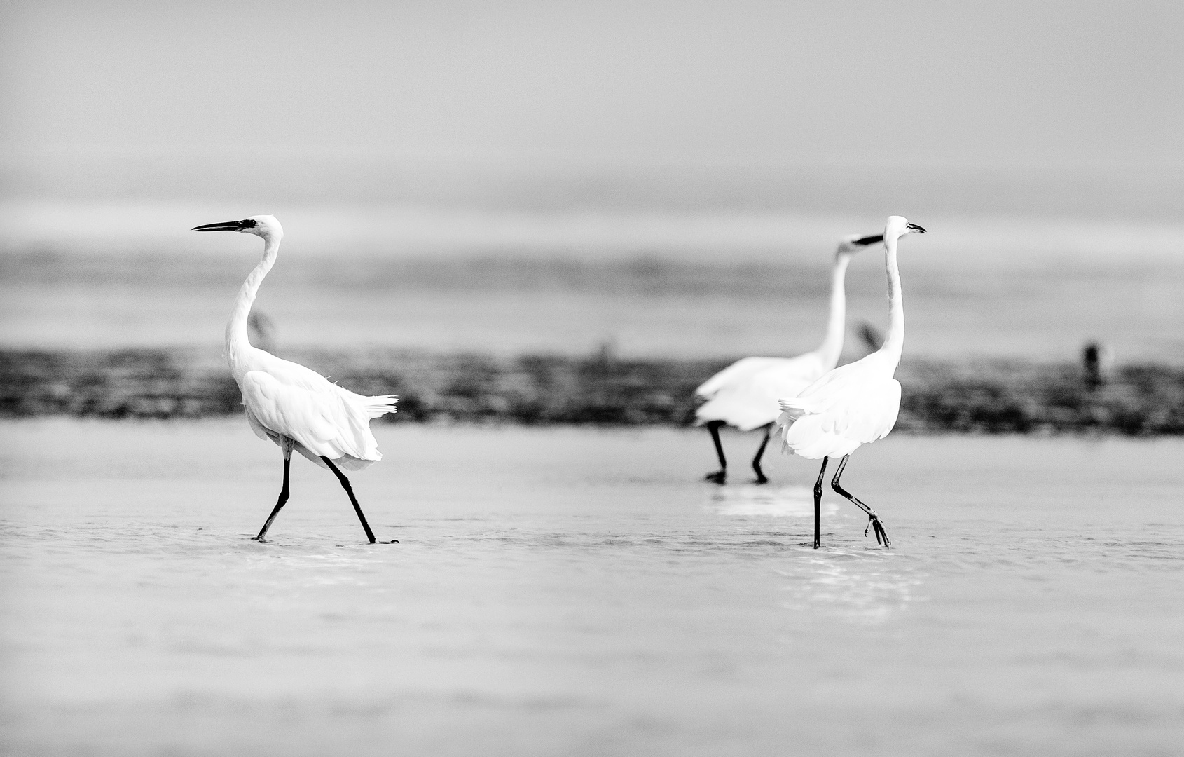 Les Frères Blanc