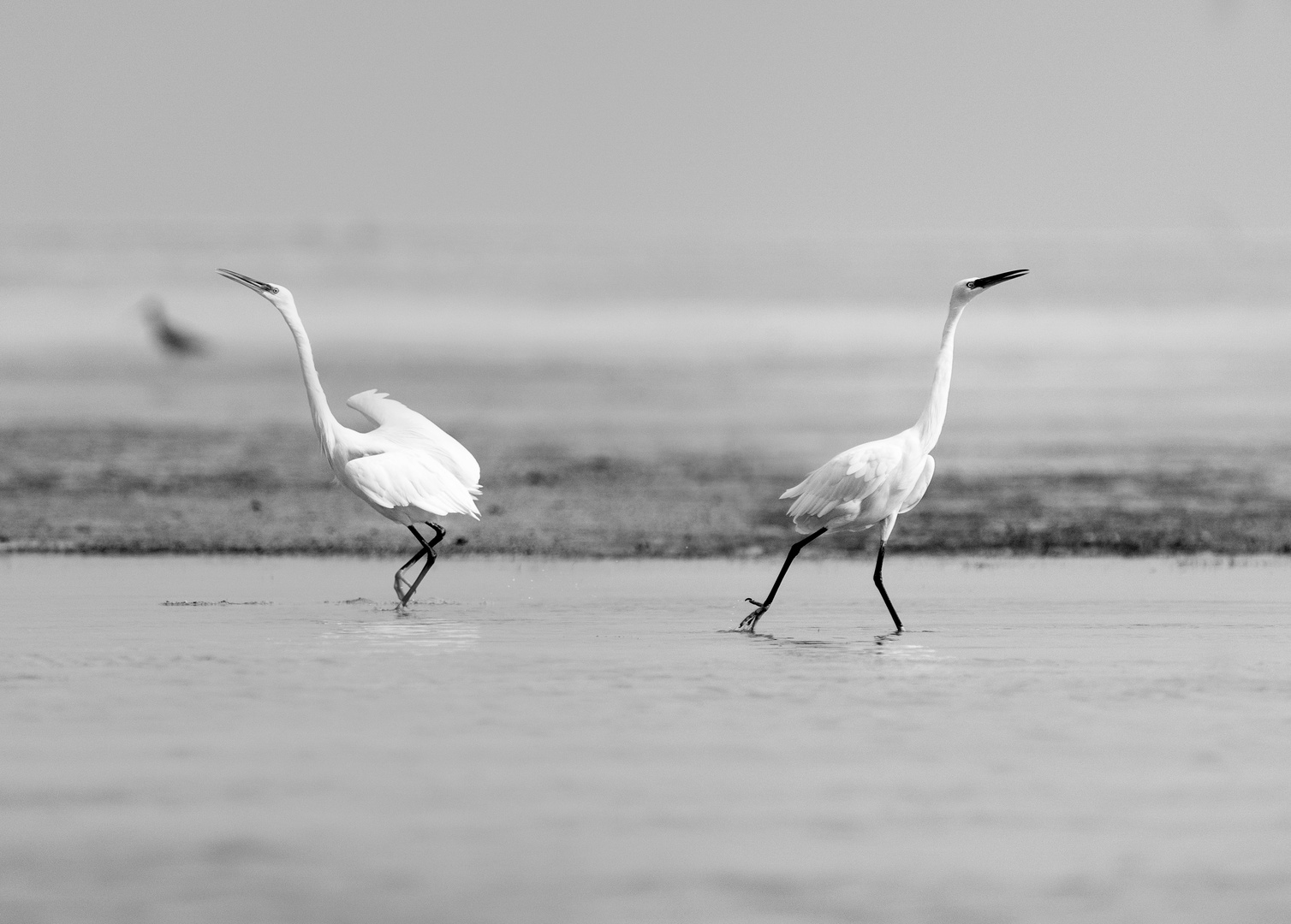 Les Frères Blanc