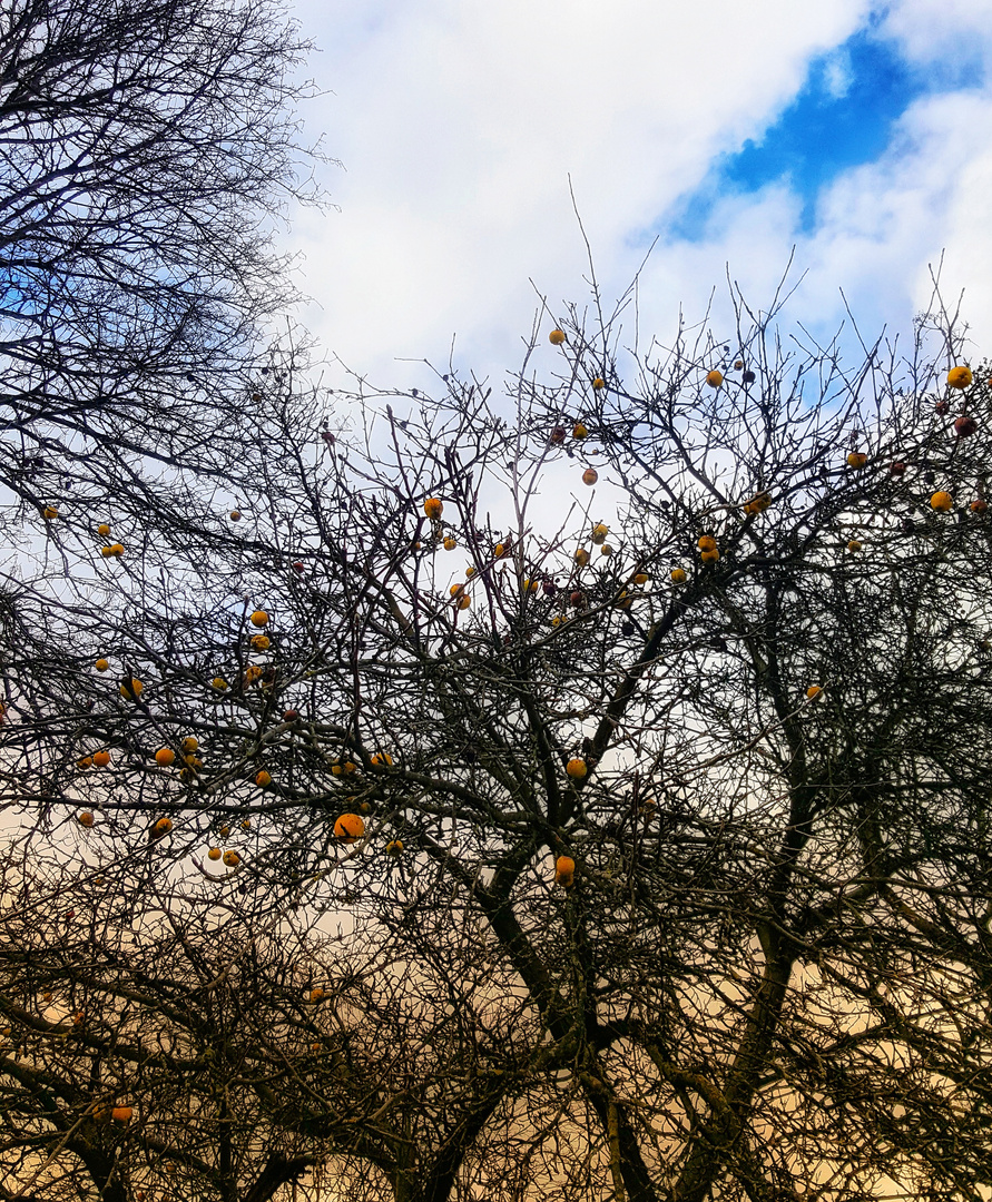 Les fruits de l'année dernière