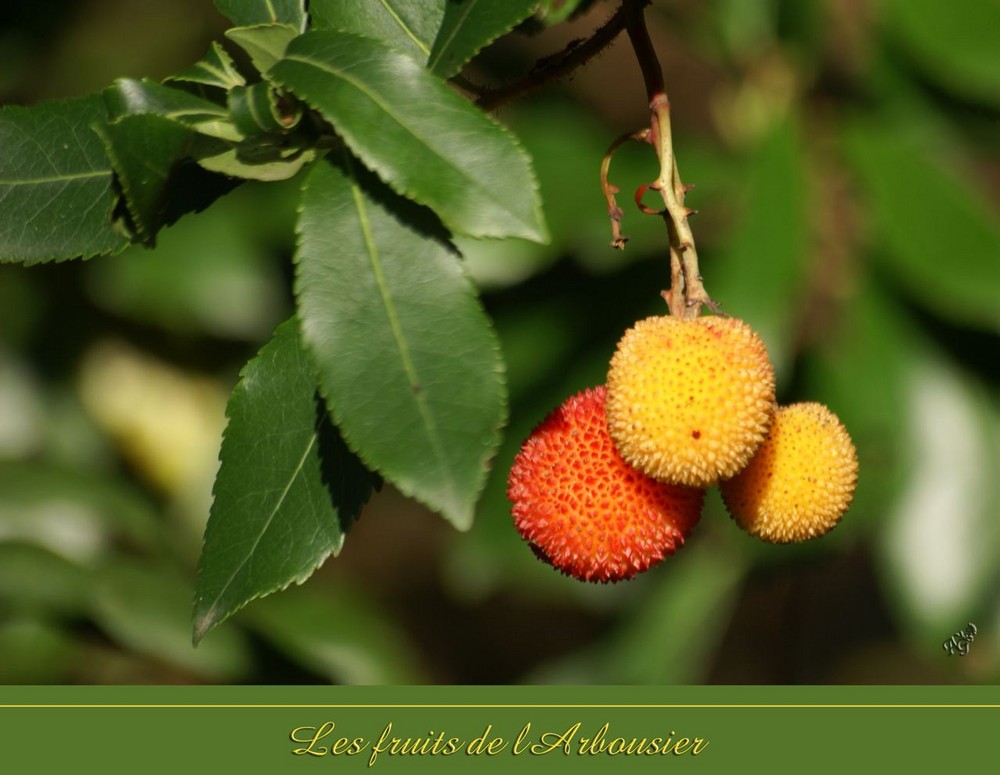 les fruits de l'arboursier