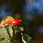 Les fruits de l'automne 1 / Die Früchte des Herbstes 1