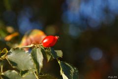 Les fruits de l'automne 1 / Die Früchte des Herbstes 1
