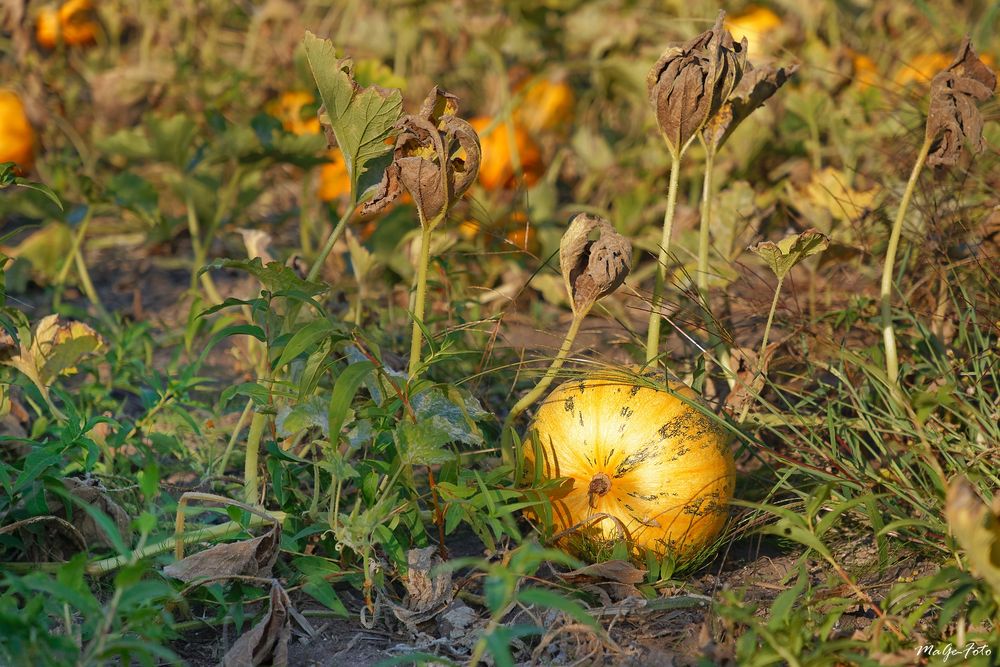 Les fruits de l'automne 4 / Die Früchte des Herbstes 4 