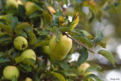 Les fruits de l'automne 5 / Die Früchte des Herbstes 5 