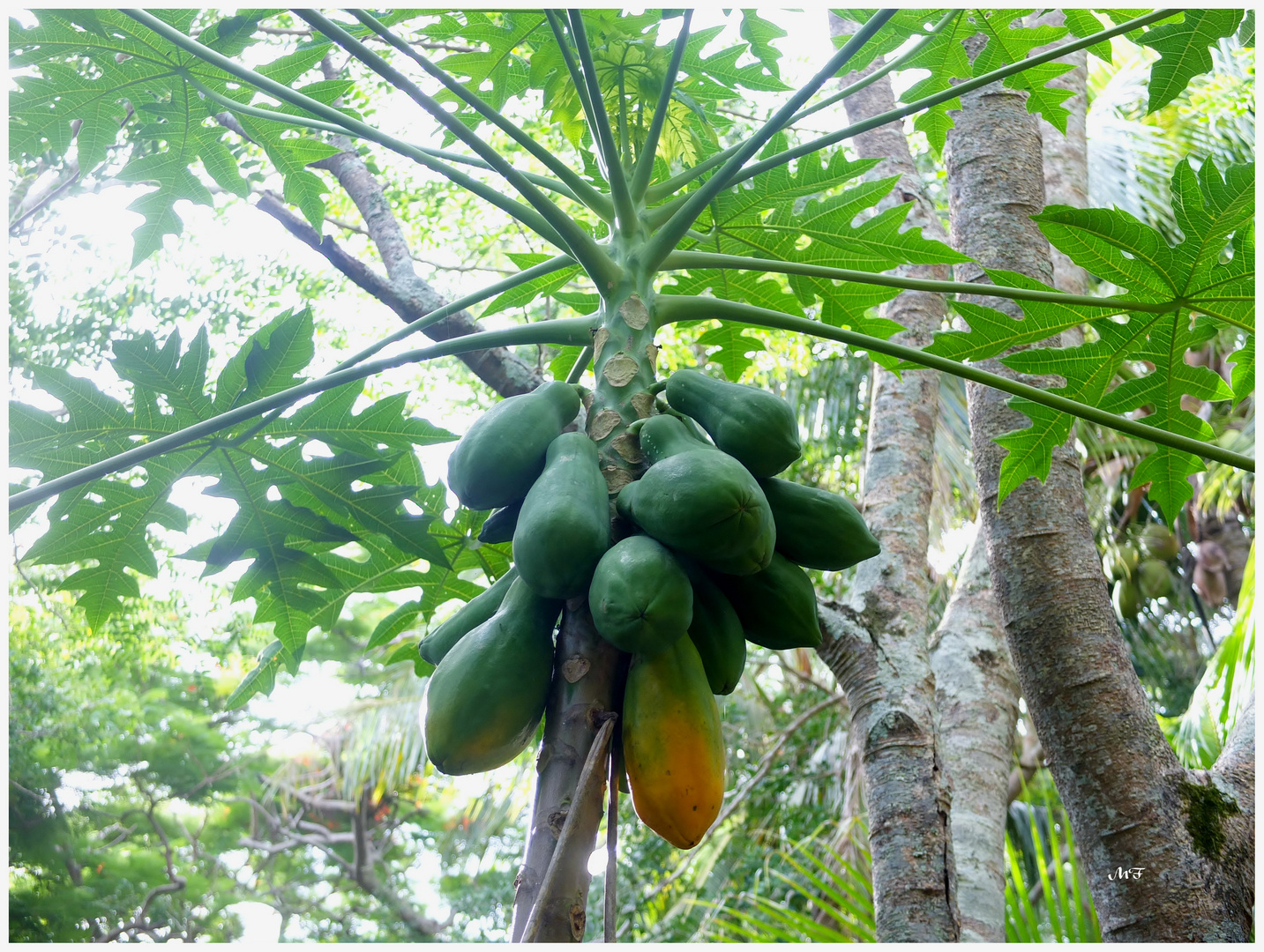 Les fruits du papayer