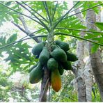 Les fruits du papayer