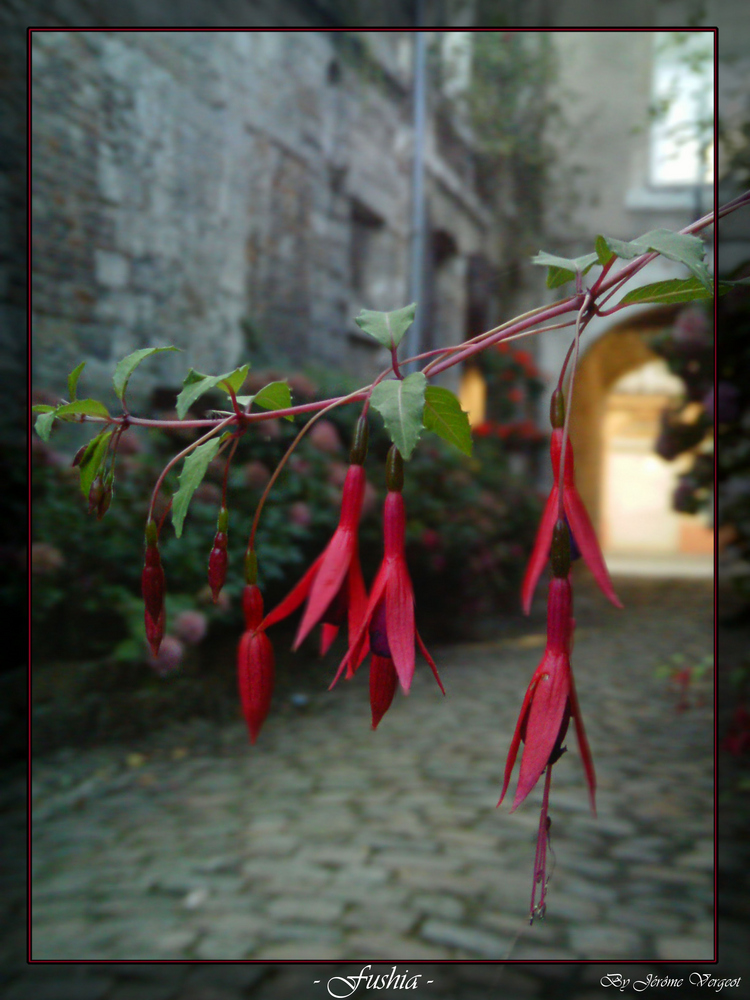 les fushia