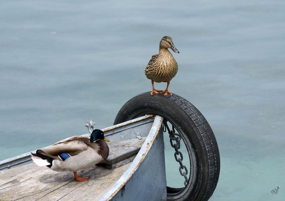 Les gardiens du bateau