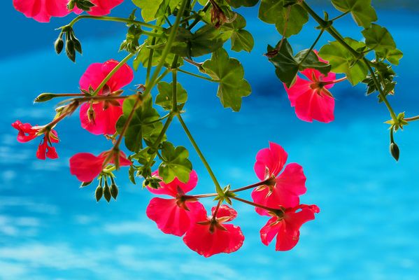 Les géraniums devant la piscine