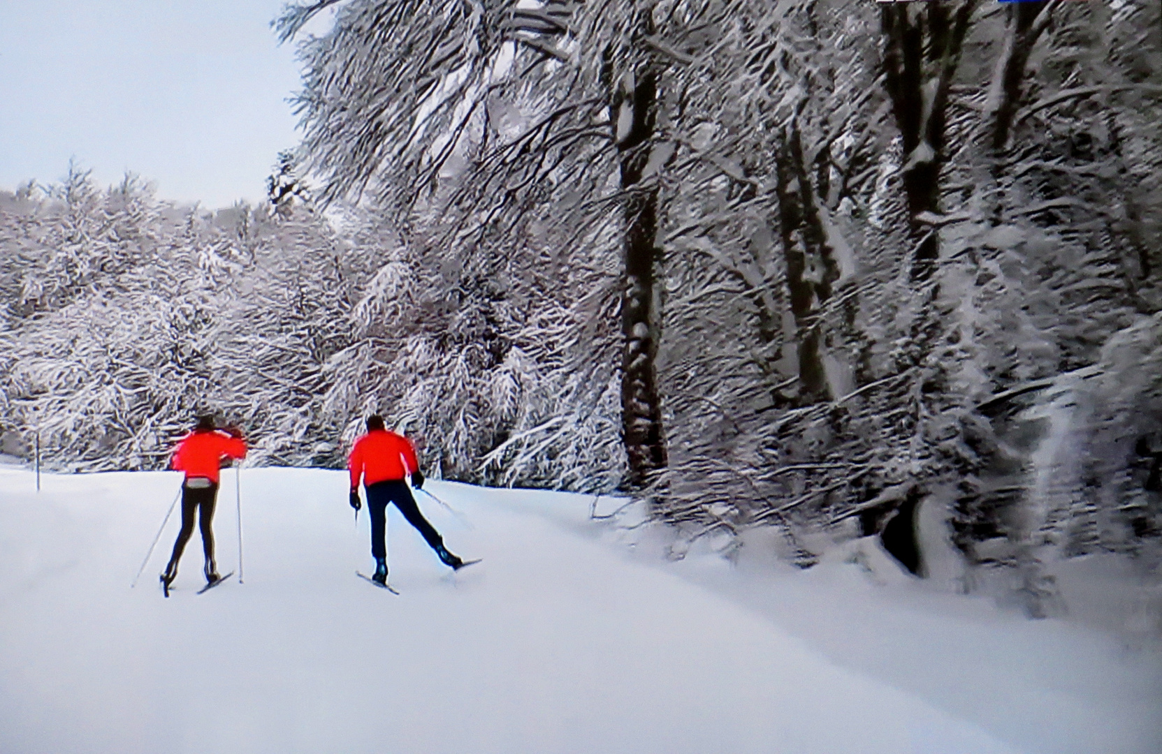 Les gilets rouges.