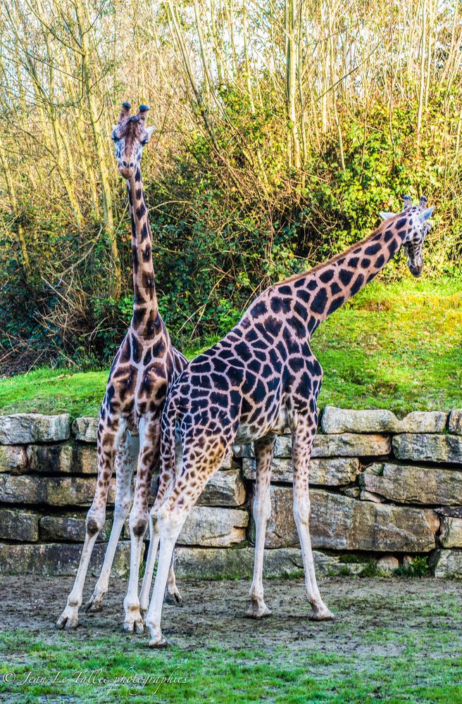 Les  Girafes
