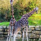 Les  Girafes