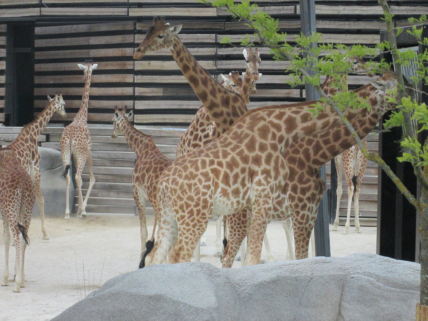 Les girafes du Zoo de Vincennes (Paris)