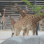 Les girafes du Zoo de Vincennes (Paris)