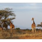 "les girafes réticulées du parc Samburu"