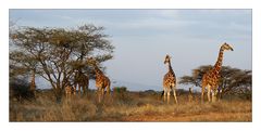 "les girafes réticulées du parc Samburu"