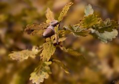 Les glands en automne