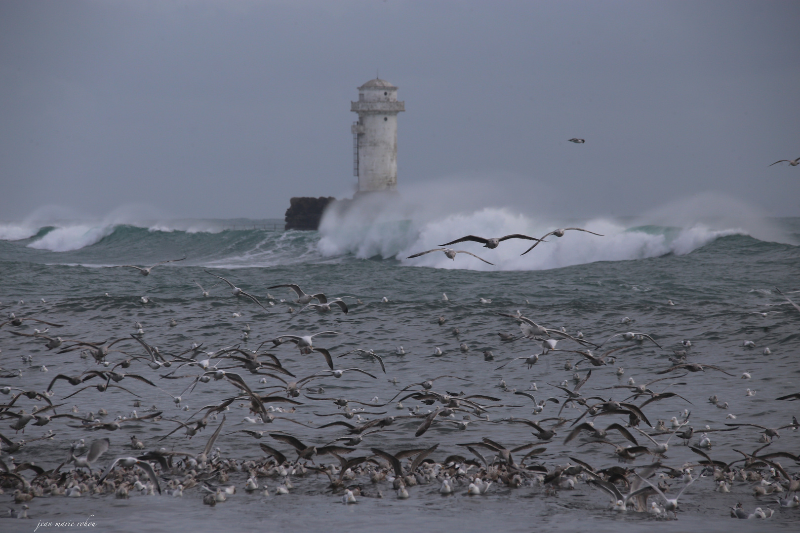 Les Goélands et le Phare