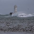 Les Goélands et le Phare