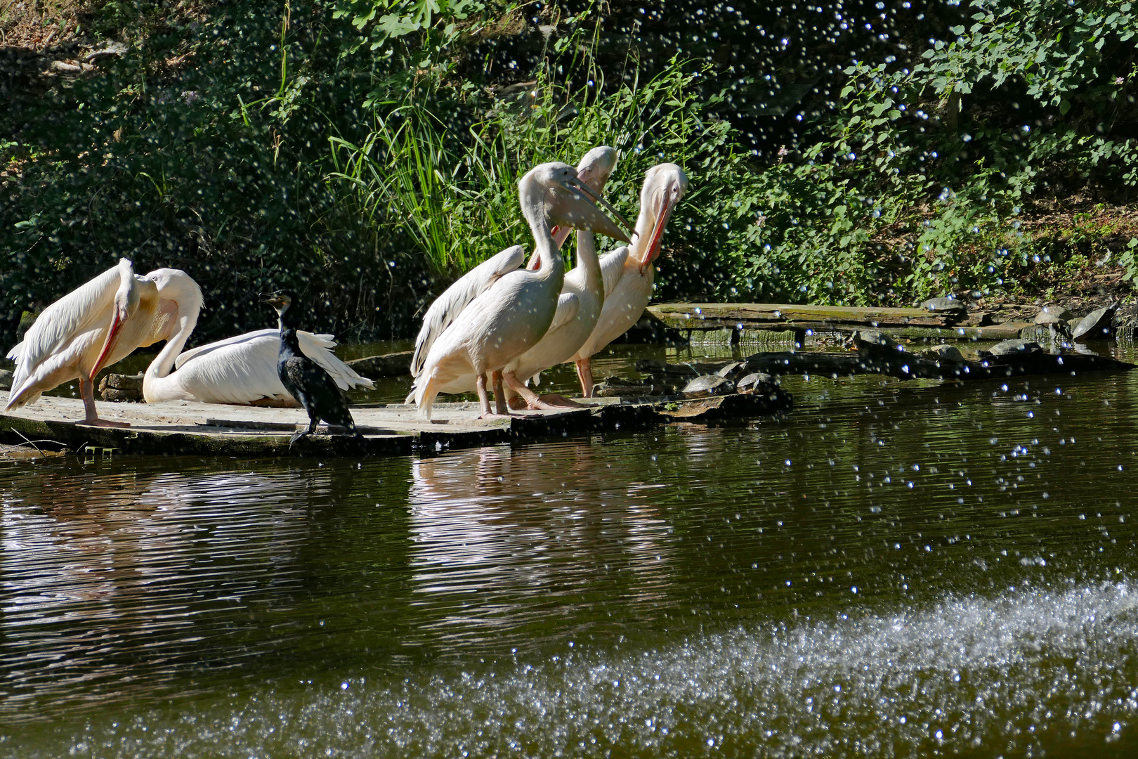 les gouttes d eau qui rafraichissent .....