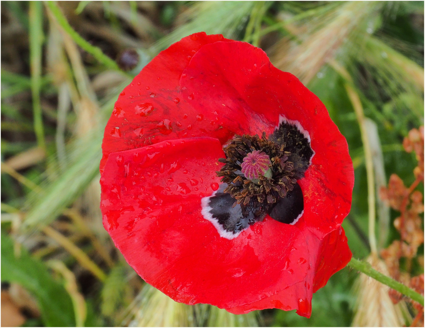 Les gouttes de pluie en sont devenues rouges aussi… !