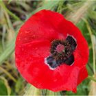 Les gouttes de pluie en sont devenues rouges aussi… !