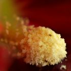 Les grains de pollen...