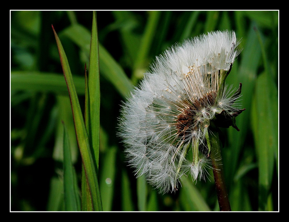 " Les grains et le vent sont passés "