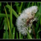 " Les grains et le vent sont passés "