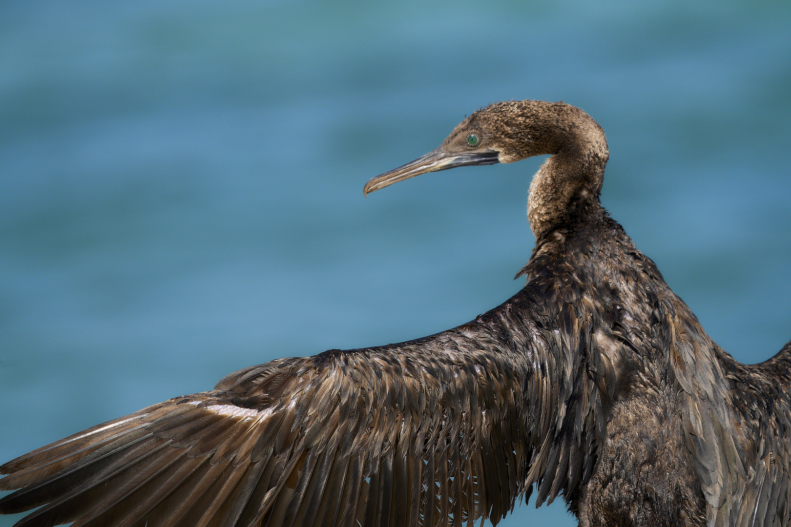 Les grandes ailes