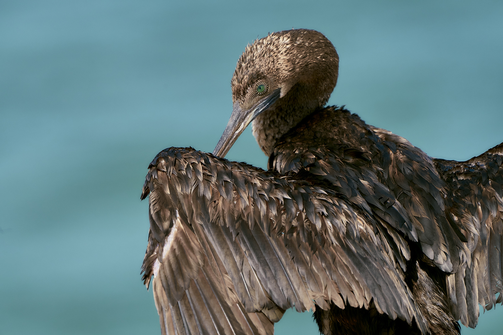 Les grandes ailes