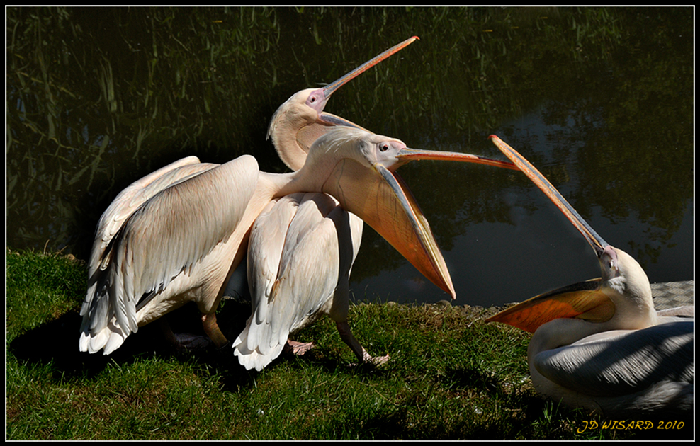 ....Les grandes gueules....