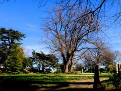 Les grands arbres