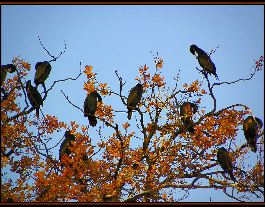 Les grands cormorans