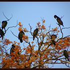 Les grands cormorans