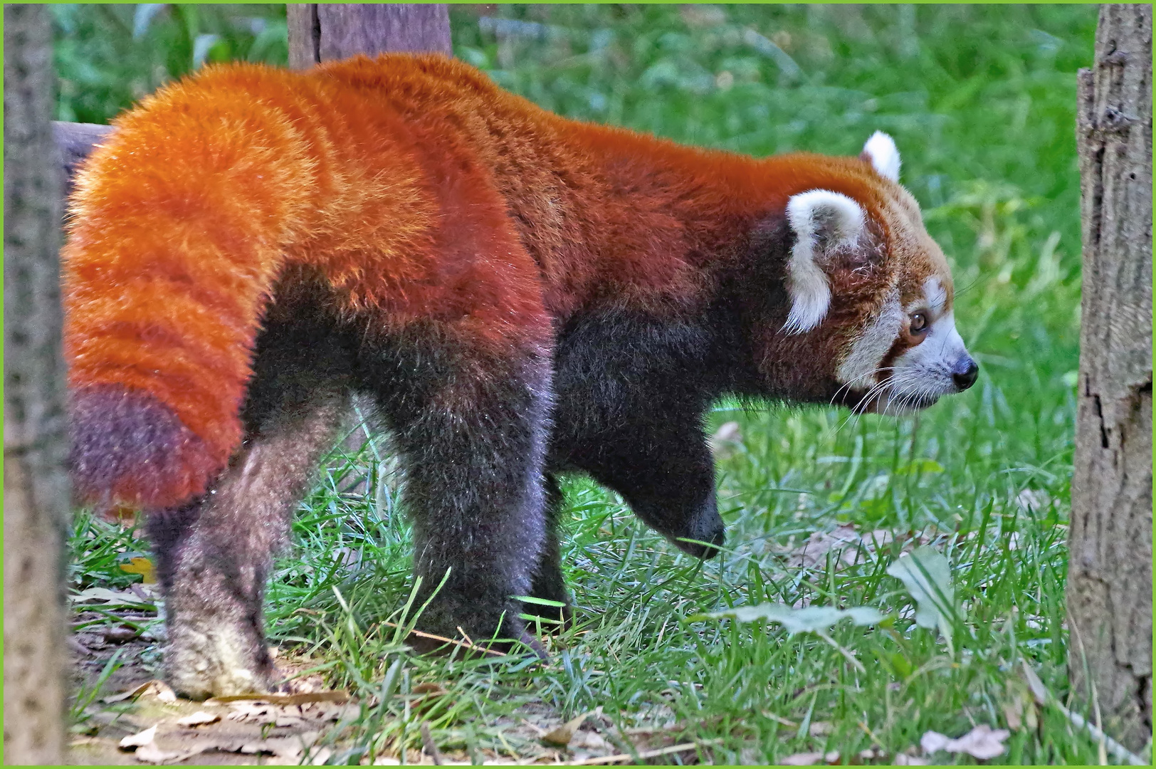  les grosses" papattes"....du panda roux