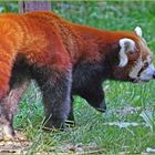  les grosses" papattes"....du panda roux