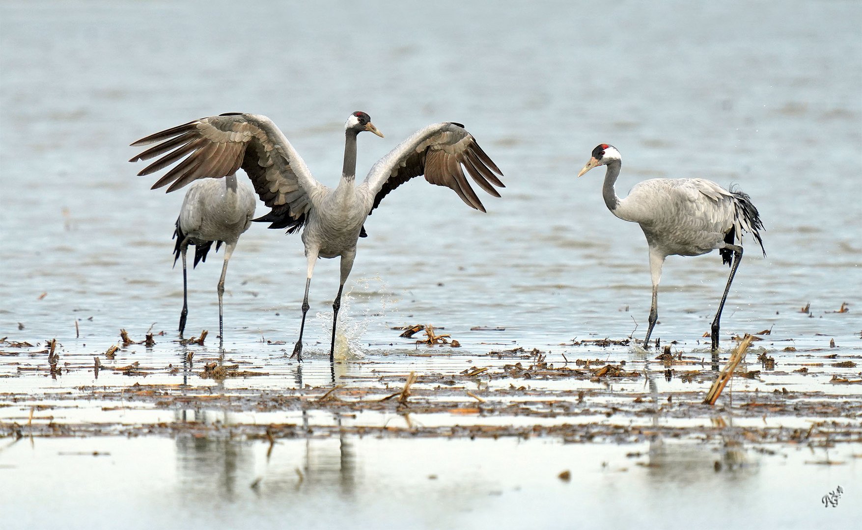 Les grues cendrées