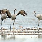 Les grues cendrées