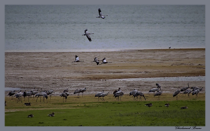 Les Grues cendrées