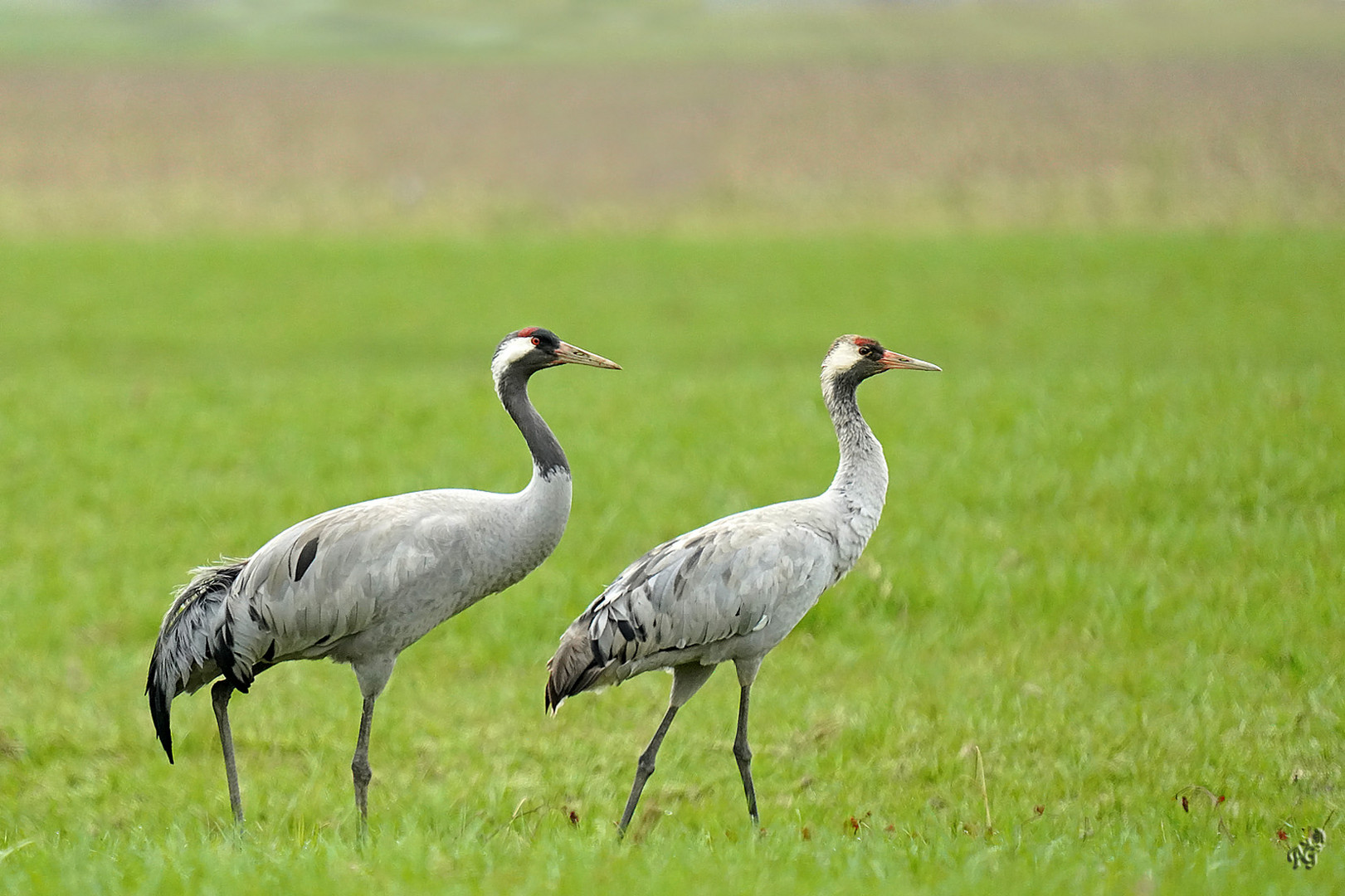 Les grues cendrées dans les Barthe